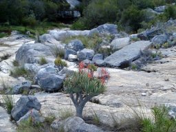 Kumara plicatilis joined what it couldn&#039;t beat
